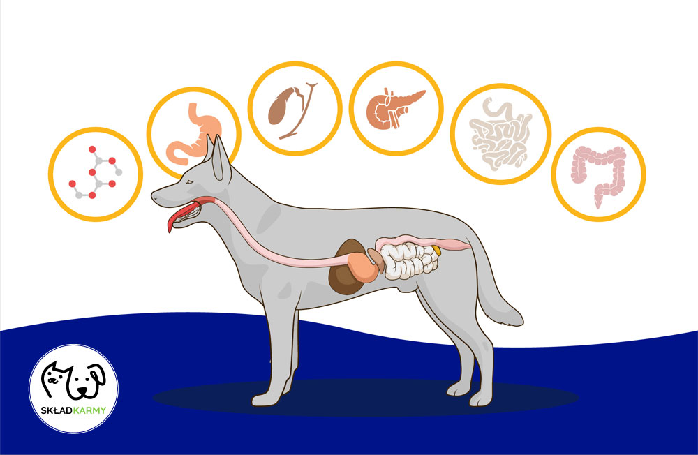 Wrażliwy układ pokarmowy psa w Skład Karmy