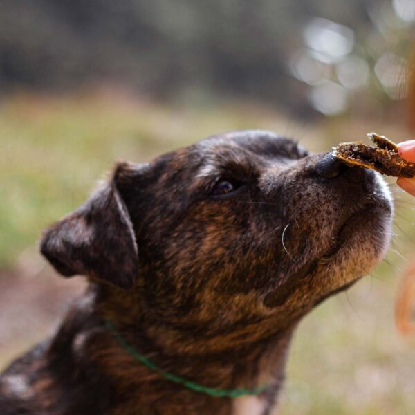 Przysmaki dla psa Ziwi Peak Zielone Żwacze z Dziczyzny w Skład Karmy